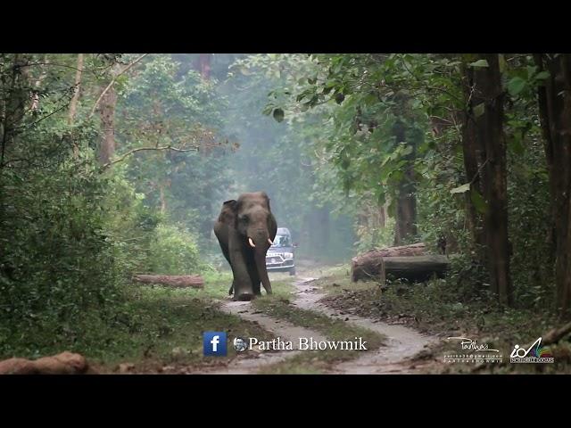 Big indian tusker elephant coming towards jungle safari vehicle | जंगल सफारी वाहन के पास बड़ा हाथी