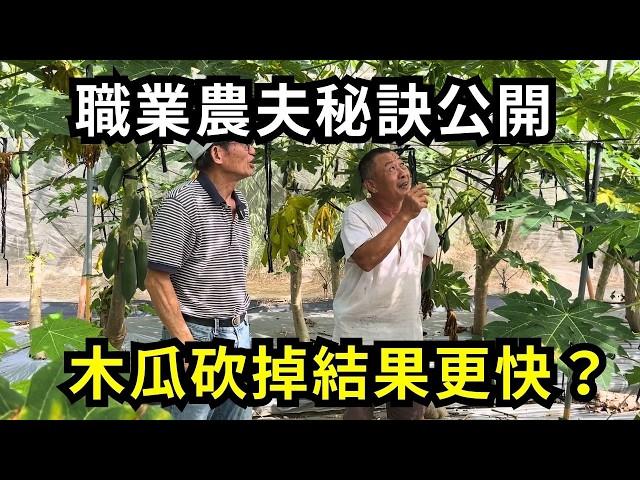 木瓜種多久要砍掉重種?砍掉木瓜結果更快?嘉義中埔鄉木瓜園實地訪問農民分享| 阿星種植