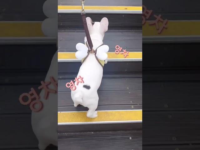 계단 처음 오르는 강아지의 치명적 뒤태 #shorts #frenchbulldog #프렌치불독 #꼬물이시절 #망찌 #영차영차