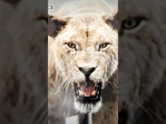 mullah yaqoob ibn umar #whatsapp #status #shorts #viral #youtube  #video