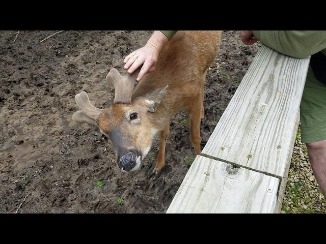 Scratching a buck's antlers