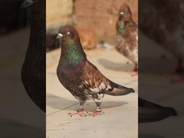 Beautiful pigeons kabutar video 