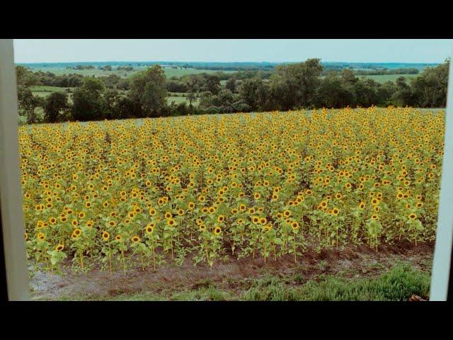 Elvis & Anabelle (2007) by Will Geiger, Clip: Anabelle's sunflowers save Elvis from ending his life