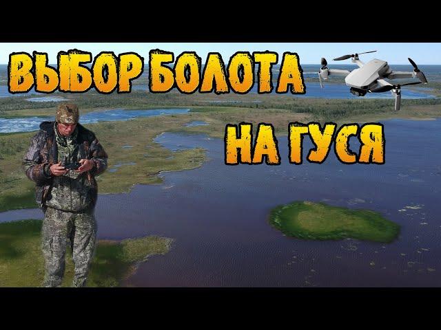 Выбор болота для охоты на гуся | В поисках гусиного места