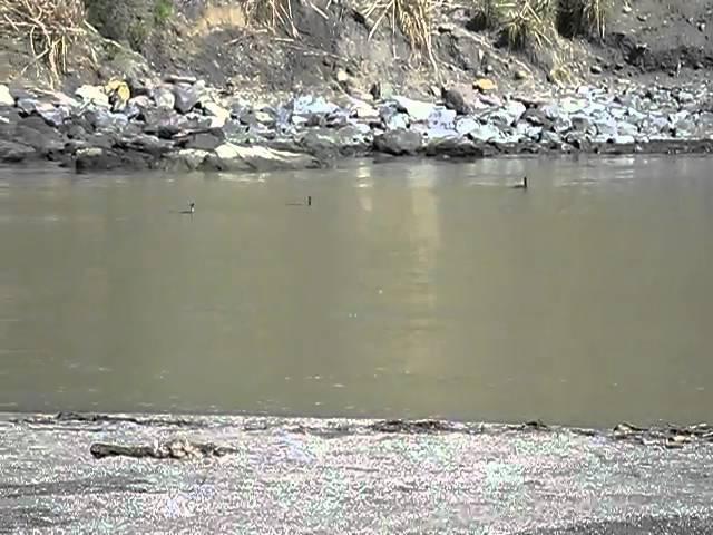 Harbor Seals, Goat Rock Beach, Sonoma Coast State Park