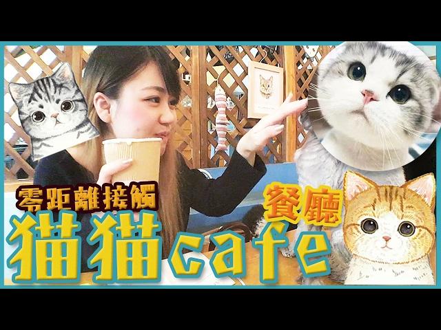 超萌的猫咪咖啡餐厅｜零距離接觸喵星人｜Cute cat cafe in Paris｜パリのかわいい猫カフェ｜Utatv