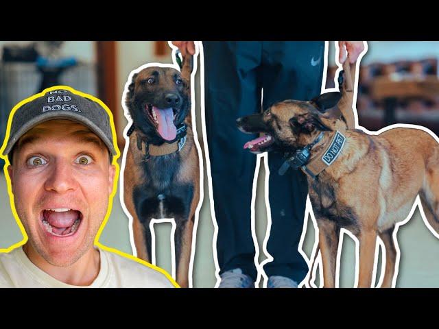 TRAINING TWO DOGS TOGETHER!! (REAL DOG TRAINING)