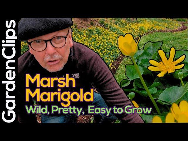 Marsh Marigold - Caltha palustris - Easy to grow spring ephemeral - Cheerful, yellow, and poisonous!