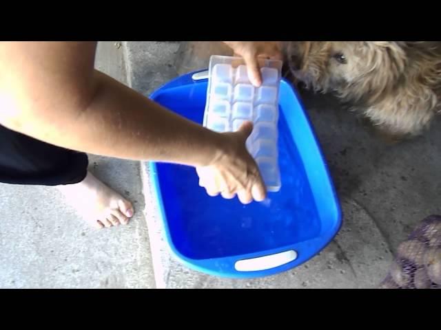 ice bucket challenge