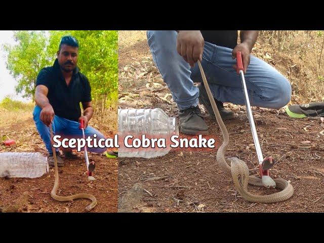 Very Dangerous Sceptical Cobra।।  Nerotoxic Venom