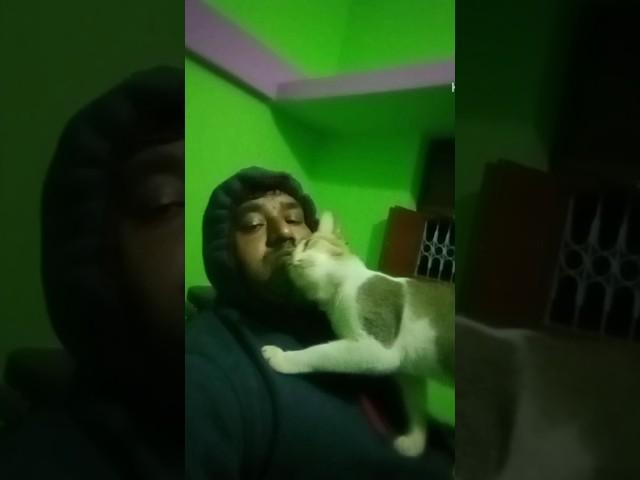 sacha pyaar#short#my cat#love#prem#trending #vira #@tmshort