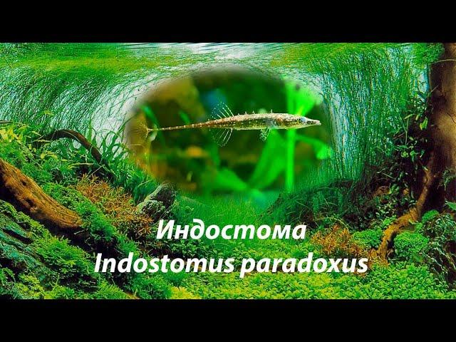 Индостома / Indostomus paradoxus