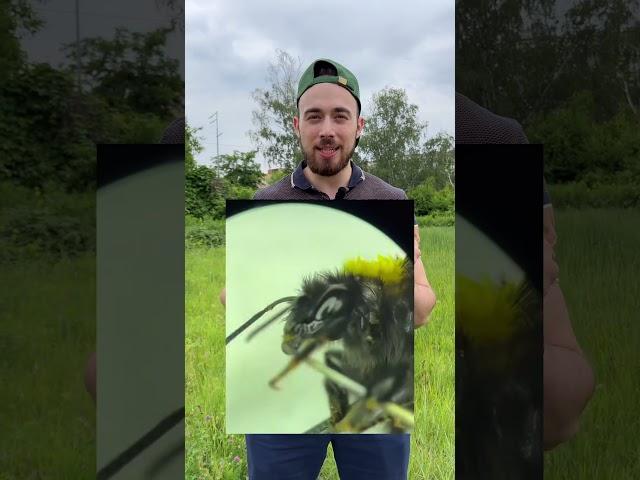 Укус пчелы v/s Укус шмеля
