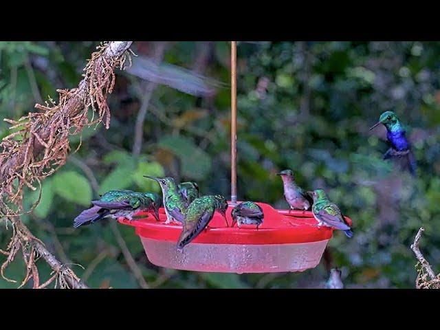 Violet-bellied Hummingbirds Dominate Busy Nectar Feeder In Panama – May 17, 2025