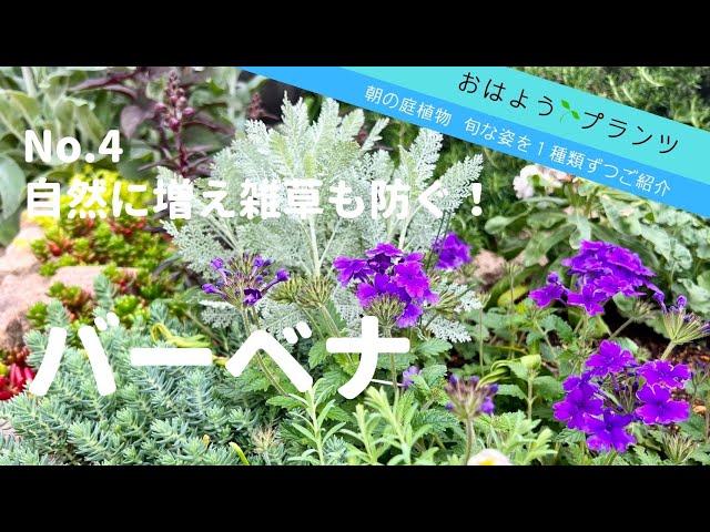 【春の庭植物】NO.4 バーベナが咲き始めました／2022.4.30／自然に増え雑草も防げる植物