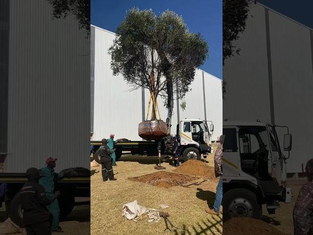 Planting an extremely large Wild Olive for a Commercial warehouse in Krugersdorp! #trees #suntrees