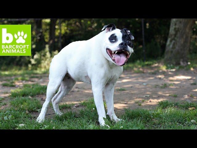 Cuda The Hunchback Hound With A Big Heart: CUTE AS FLUFF