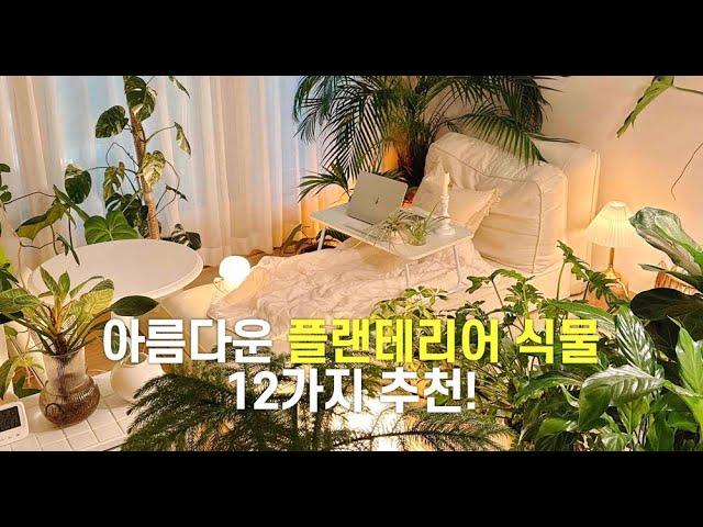 아름다운 플랜테리어 식물 12가지 추천