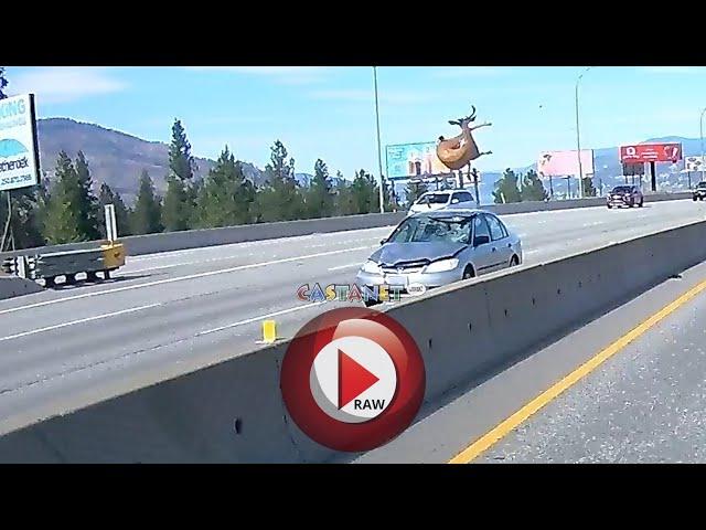 Deer struck on highway by moving vehicle