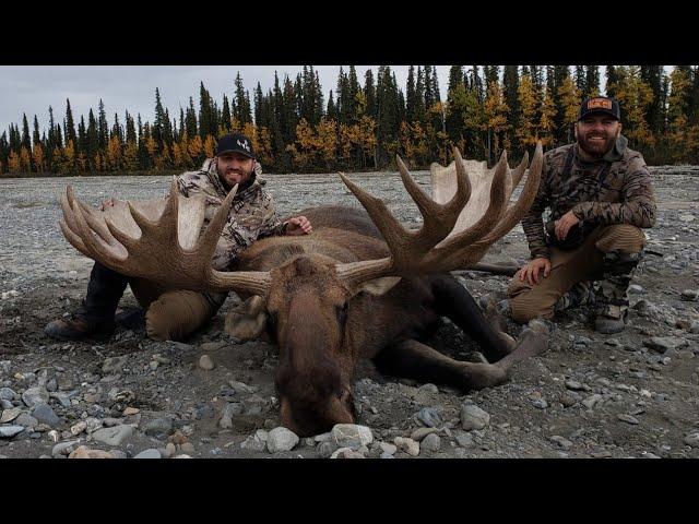 Epic Alaska Moose Drop Camp. Two Bulls Down.