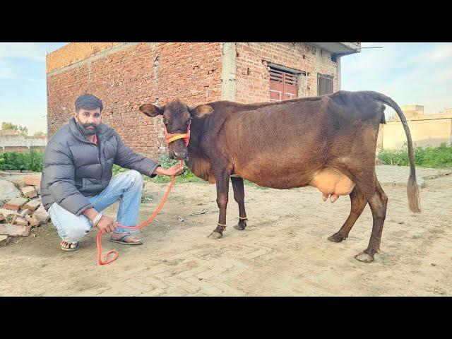 ਬਿਲਕੁਲ ਜਾਇਜ ਰੇਟ 15ਲੀਟਰ ਵਾਲੀ ਜਰਸੀ ਕਰੋਸ। cows for sale/vadiya farm/8-3-25