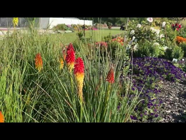 12 Full Sun Deer Resistant Perennials for your Garden