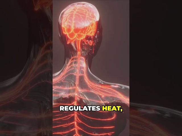 How This Hidden Brain Region Controls Your Life! #shorts