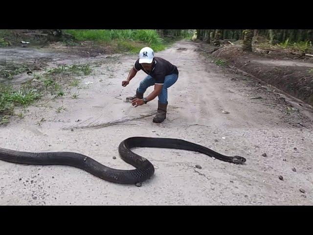 ULAR COBRA | MANDA PETUALANG