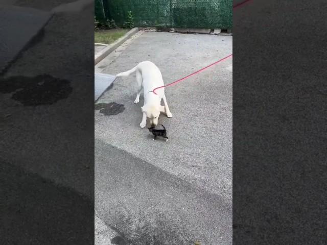 Unexpected Labrador Befriends tiny kitten #dogshorts #kitten #catanddog