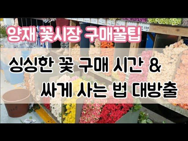 꽃시장 꽃 구매 꿀팁  / 양재꽃시장에서 꽃 구매하기/ 오전 꽃집일상vlog / 꽃집 꽃사입 / #슬기로운꽃집생활 #꽃집창업 #꽃구매