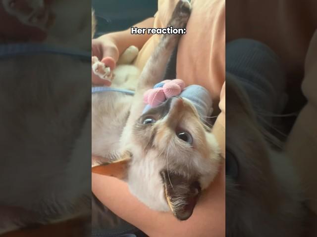 猫咪很享受 主人一定要试一试！ #foryou #cat #catvideos