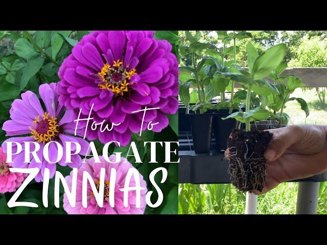 How To Propagate Zinnias With Updates!!