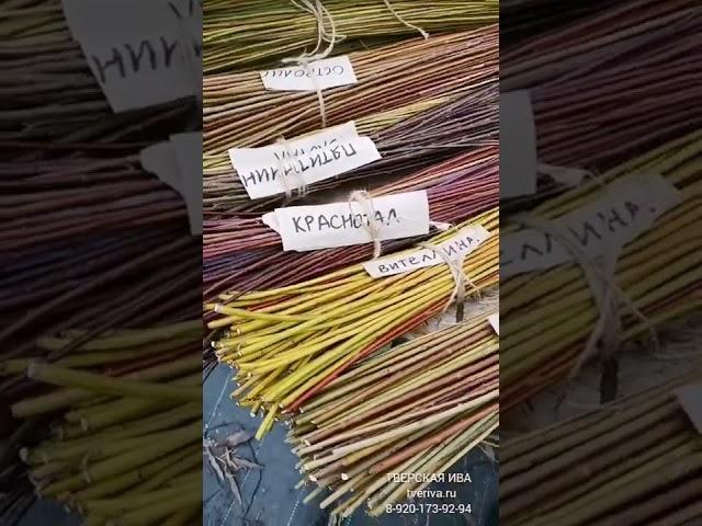 Тверская ива. Разноцветие цвета коры у нашей ивушки в питомнике ТВЕРСКАЯ ИВА tveriva.ru 