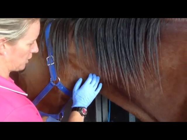 How to safely inject a horse in the vein