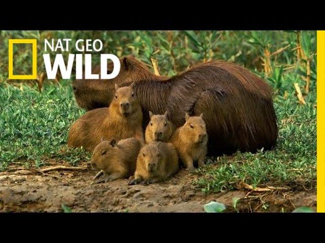 A Capybara Family's Day at Play | Deadly Game