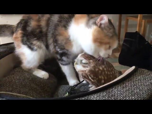 Cat Licks Owl - 989306