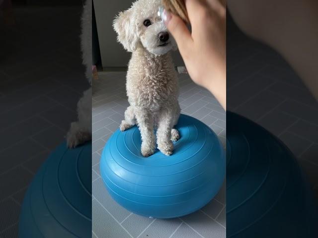 강아지 슬개골 탈구 극복기 ! 짐볼 스쿼트 강아지 ! 운동 강아지 !