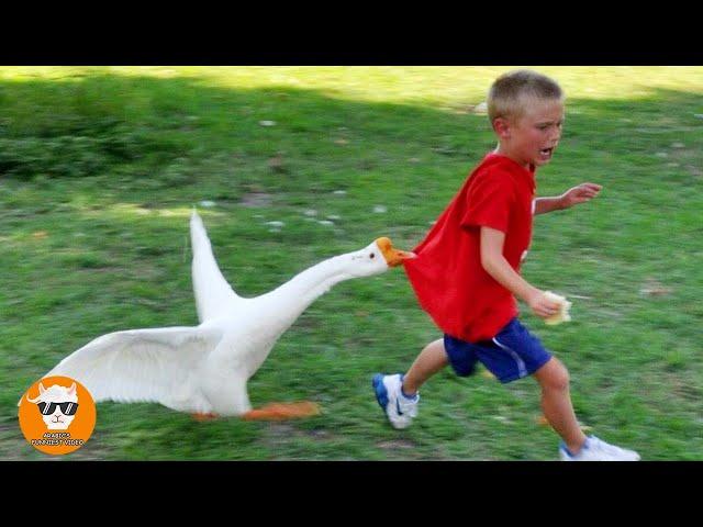 Funny Goose Chasing Babies Compilation || Just Funniest