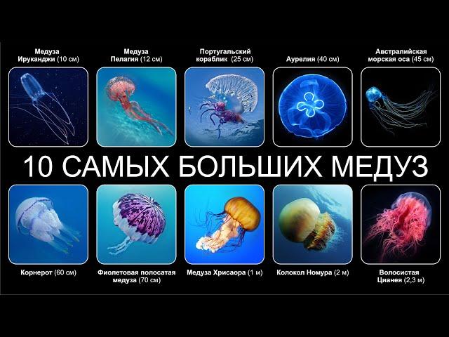 Топ 10 САМЫХ БОЛЬШИХ МЕДУЗ