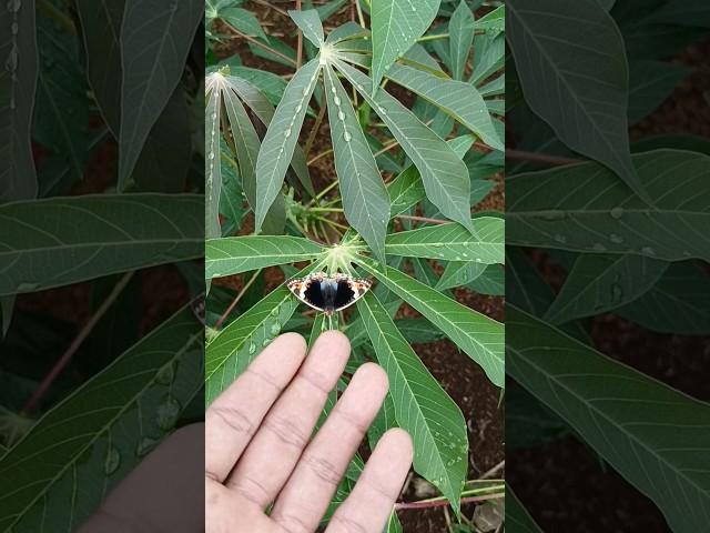 cute butterfly on cassava tree #anyuniqueanimals #butterfly #fypシ゚viral