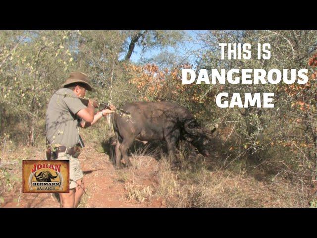 GREATEST CAPE BUFFALO CHARGES EVER RECORDED !!!!JOHAN HERMANN SAFARIS!!! LION HUNT/ELEPHANT HUNT