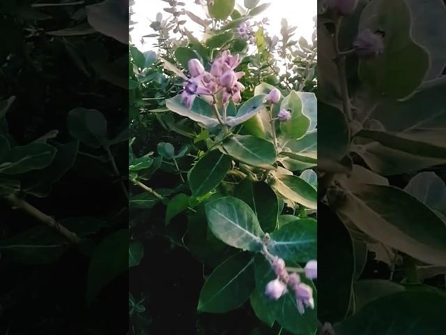 viral video viral ,#funny #comedy #song short video 