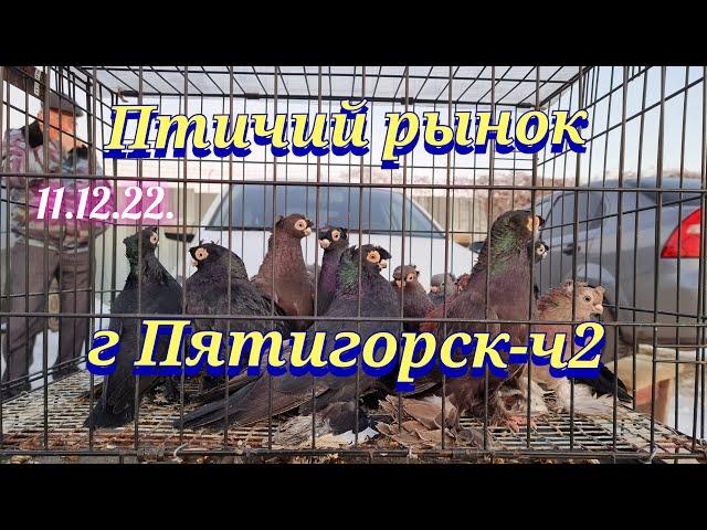 Pigeons prices Bird market Pyatigorsk - h2