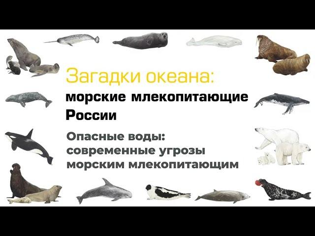 Опасные воды: современные угрозы морским млекопитающим