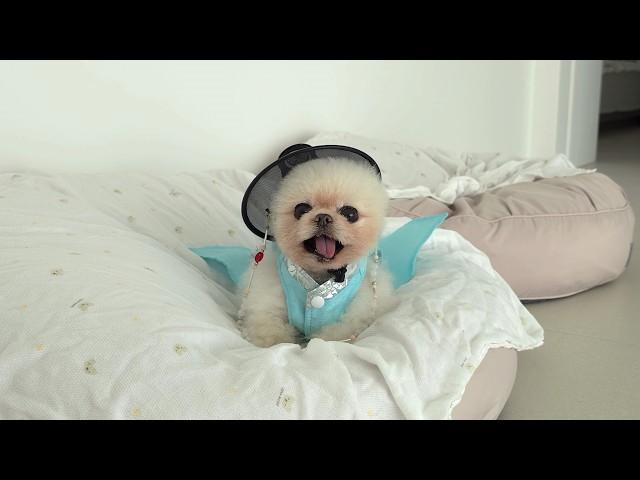 Are You Pongki's Baby Brother? Spending the Holidays with my Family! What K-Puppies Do on Chuseok