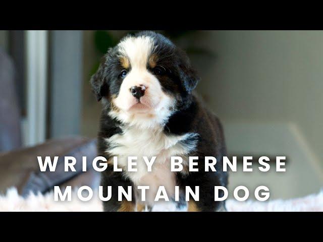 Wrigley Bernese Mountain Dog Puppy Here at Mountain Dog Companion!