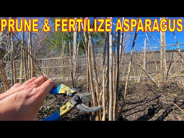 How To Prune And Fertilize ASPARAGUS For A Bigger Harvest!