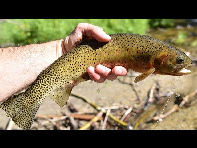Dry Fly Tenkara Fly Fishing For Westslope Cutthroat On A Small Montana Creek