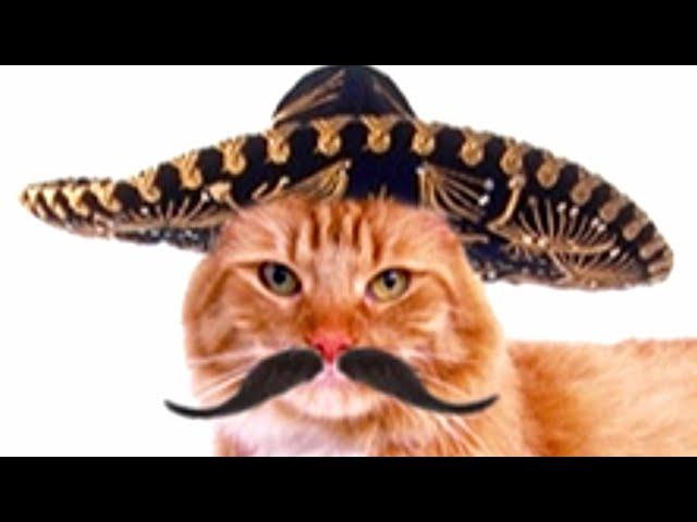 Faze comice cu pisici haioase  pisicute amuzante  funny cats  try not to laugh challenge