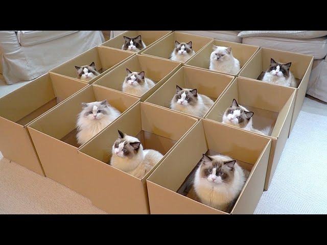 Boxful of Ragdolls